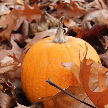 Artwork thumbnail, Small Pumpkin by SariePhotograph