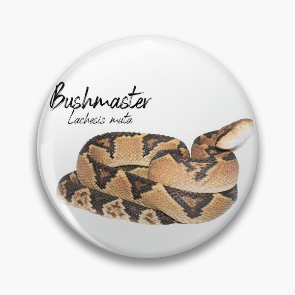 Item preview, Bushmaster (Lachesis muta) Guyana designed and sold by vincentpremel.