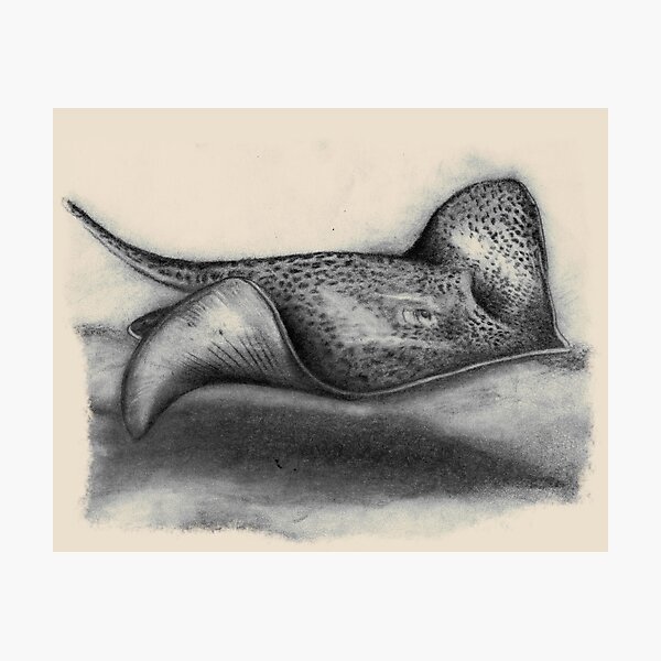 Leopard Whipray Photographic Print