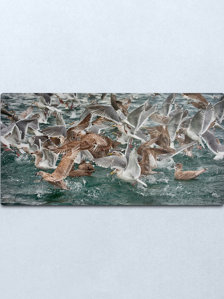 Alternate view of Lunch on the Strait Metal Print