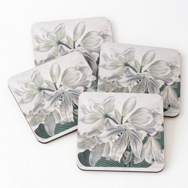 Item preview, Vintage Botanical Print "White Cape - Coast Lily" (1806) designed and sold by Douglas E. Welch Design and Photography.