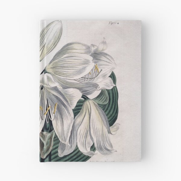 Item preview, Vintage Botanical Print "White Cape - Coast Lily" (1806) designed and sold by Douglas E. Welch Design and Photography.