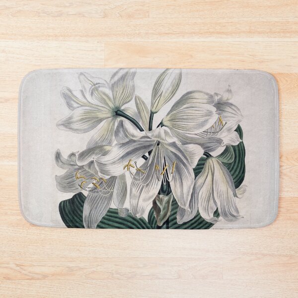 Item preview, Vintage Botanical Print "White Cape - Coast Lily" (1806) designed and sold by Douglas E. Welch Design and Photography.