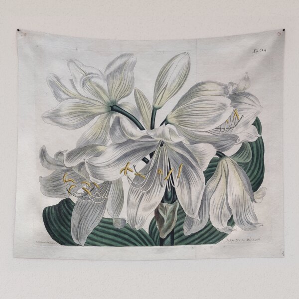 Item preview, Vintage Botanical Print "White Cape - Coast Lily" (1806) designed and sold by Douglas E. Welch Design and Photography.
