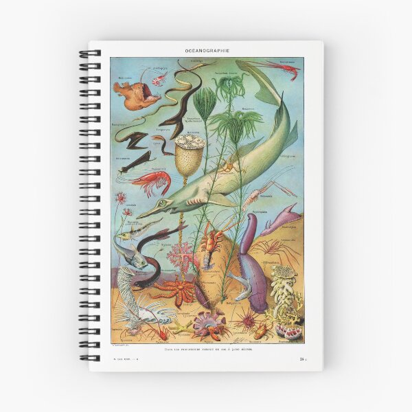 Item preview, Adolphe Millot - Oceanographie - Vintage french zoology illustration 1921 designed and sold by Gardenlibrary.