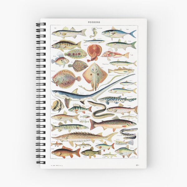 Item preview, Adolphe Millot - Poissons - Vintage french zoology illustration 1921 designed and sold by Gardenlibrary.