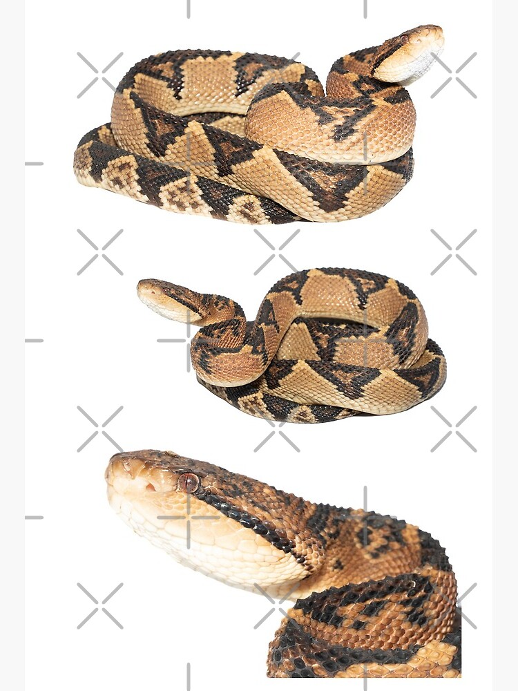 Lámina rígida con la obra «Lachesis muta, Bushmaster, grage» de