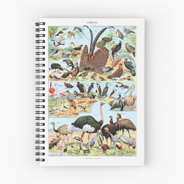 Item preview, Adolphe Millot - Oiseaux A - Vintage french zoology illustration 1921 designed and sold by Gardenlibrary.