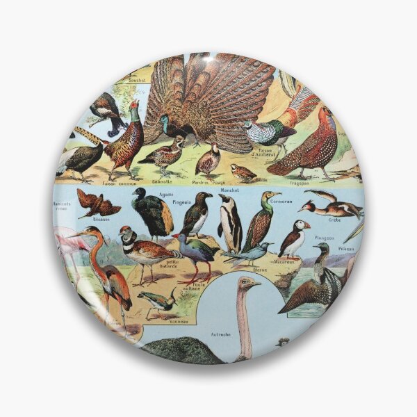 Item preview, Adolphe Millot - Oiseaux A - Vintage french zoology illustration 1921 designed and sold by Gardenlibrary.