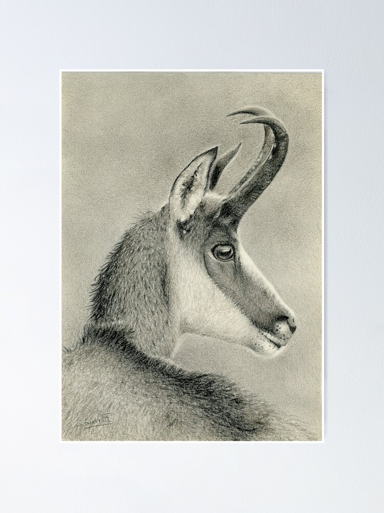"Chamois drawing" Poster by BiredDesign Redbubble