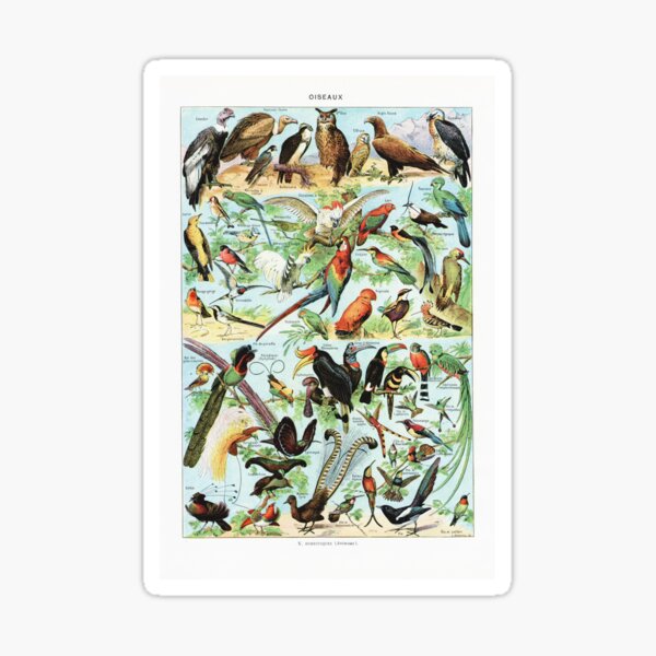 Item preview, Adolphe Millot - Oiseaux B - Vintage french zoology illustration 1921 designed and sold by Gardenlibrary.