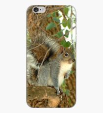 Western Grey Squirrel In A Tree iPhone-Hülle & Cover