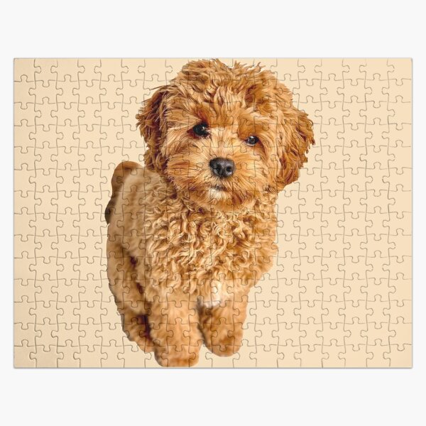 Cavapoo Dog - Jigsaw Puzzle