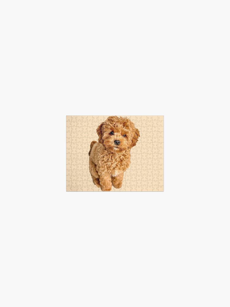 Cavapoo Dog - Jigsaw Puzzle