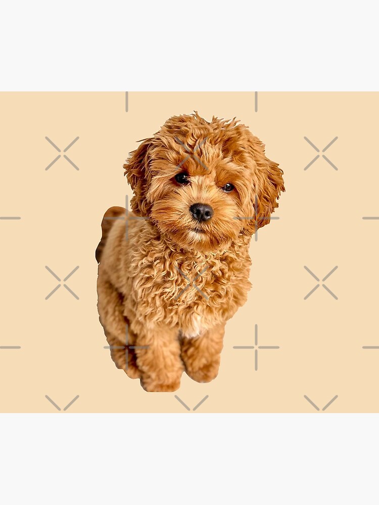 Cavapoo blanket best sale