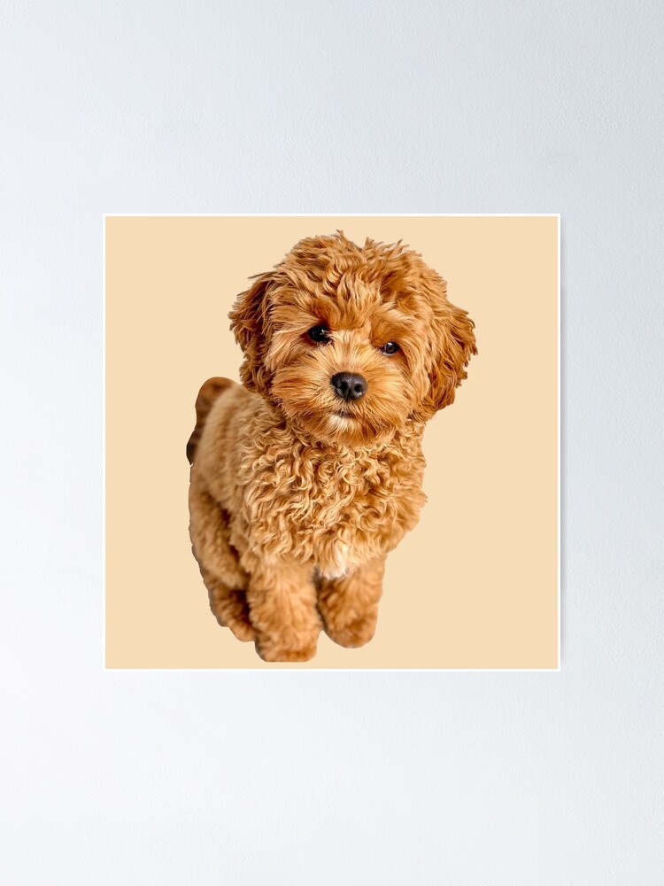 “Cavapoo” Poster for Sale by thecavapootales | Redbubble