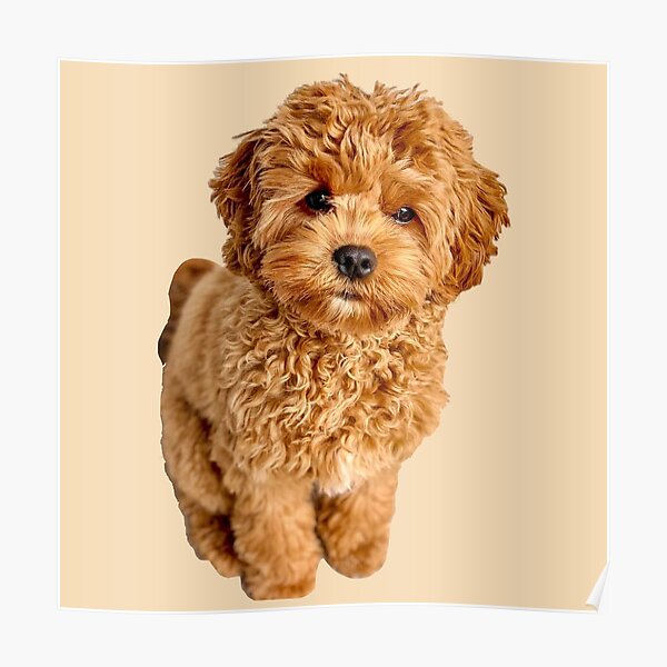 “Cavapoo” Poster for Sale by thecavapootales | Redbubble