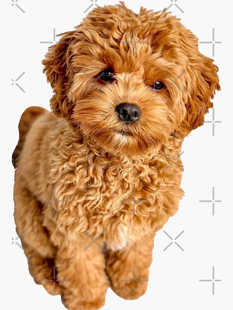 “Cavapoo” Sticker for Sale by thecavapootales | Redbubble