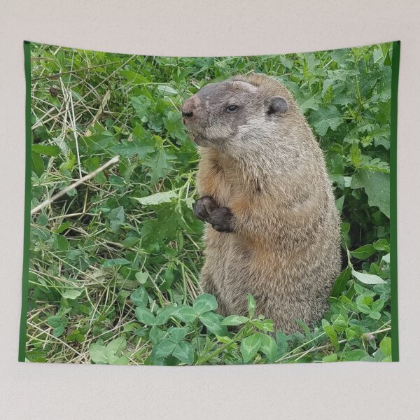 Item preview, Elderly Groundhog designed and sold by MooseDogPhotos.