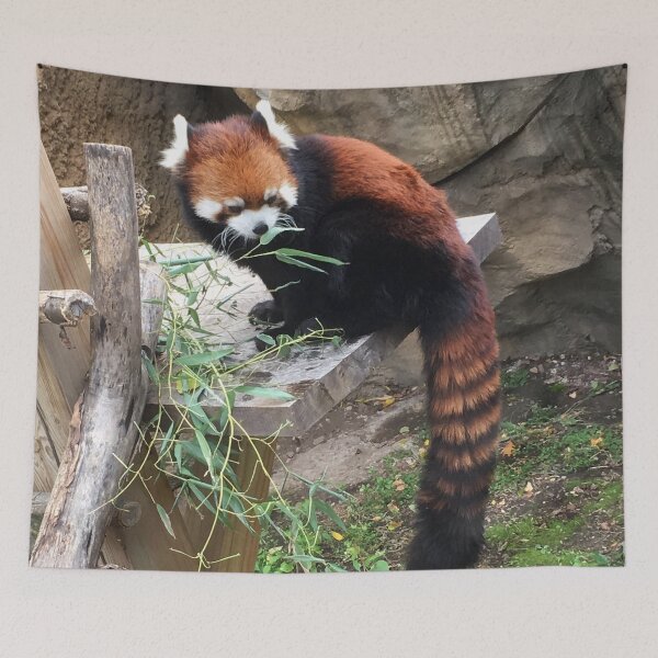 Item preview, Adorable Red Panda Eating designed and sold by AestheticNerd15.