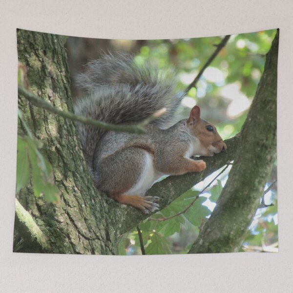Item preview, Treehugging squirrel. designed and sold by joshuarainbird.