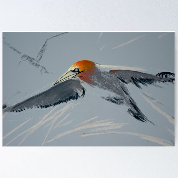 Item preview, Gannet designed and sold by TASHHOFER.