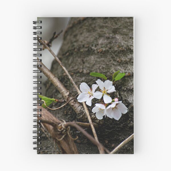 Artikelvorschau, Kirschblütenblüte auf einem Baum entworfen und verkauft von bittervictory.