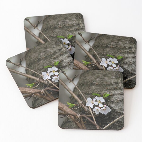Item preview, Cherry Blossom Bloom on a Tree designed and sold by bittervictory.