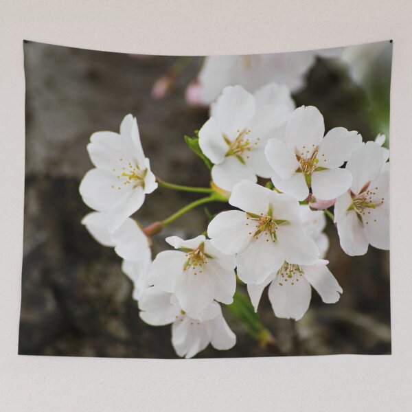Item preview, Cherry Blossom Bloom Close Up designed and sold by bittervictory.