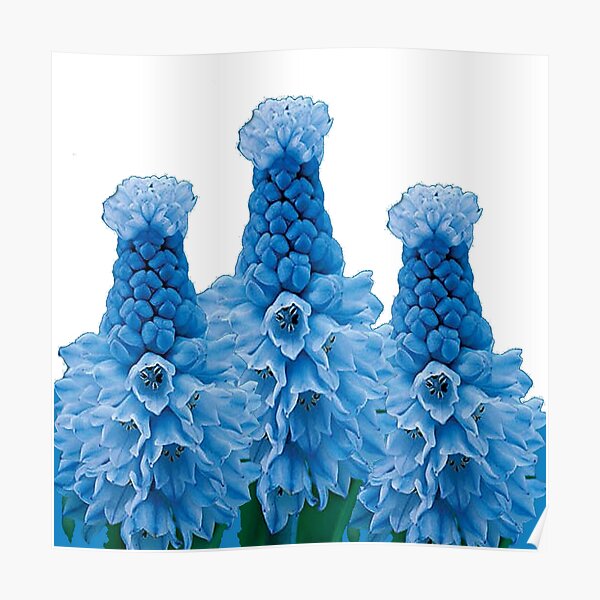 "THREE BLUE EXOTIC FLOWERS ART" Poster for Sale by sharlesart Redbubble