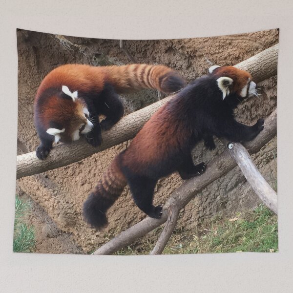 Item preview, Red Pandas designed and sold by AestheticNerd15.
