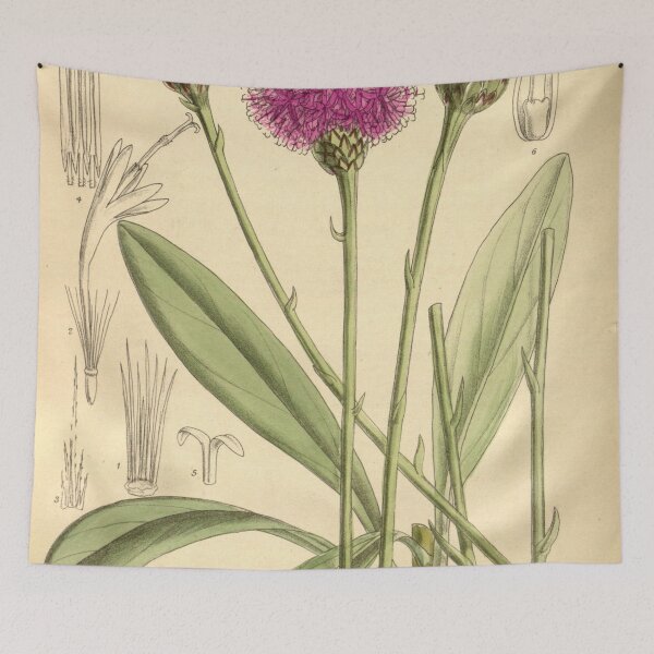 Item preview, Centaurea crassifolia 139 8508 designed and sold by EsotericBotanic.