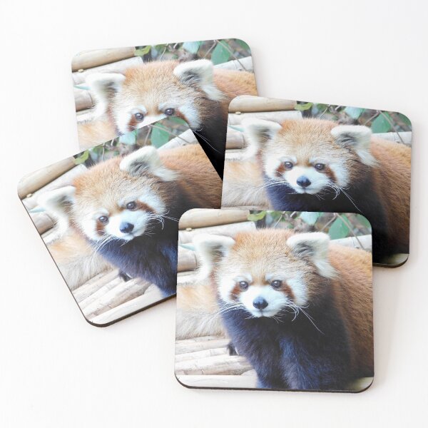 Item preview, Red Panda Idgie at Zoo Atlanta designed and sold by Zoo and Nature Photography by Karie.