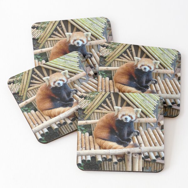 Item preview, Red Panda Idgie at Zoo Atlanta designed and sold by Zoo and Nature Photography by Karie.