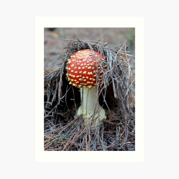 Amanita muscaria Art Print