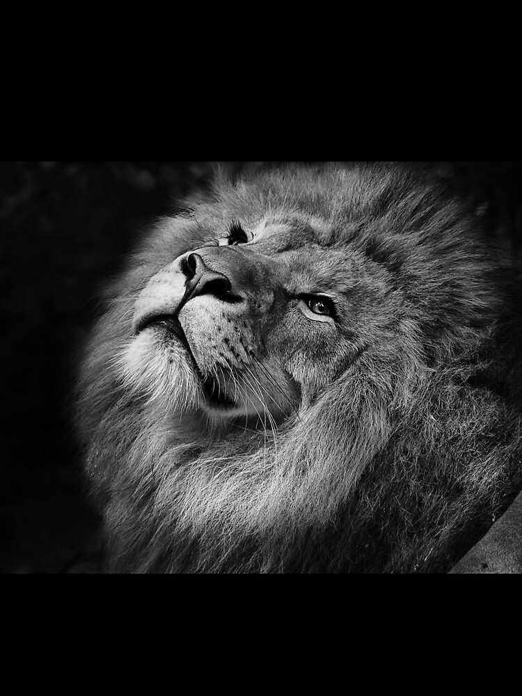 Male Lion King of Jungle by BlackRhino1