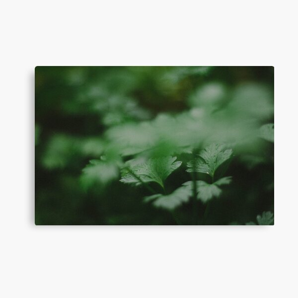 Item preview, Vegetable Patch - a study - XVI designed and sold by Jaz Grady.