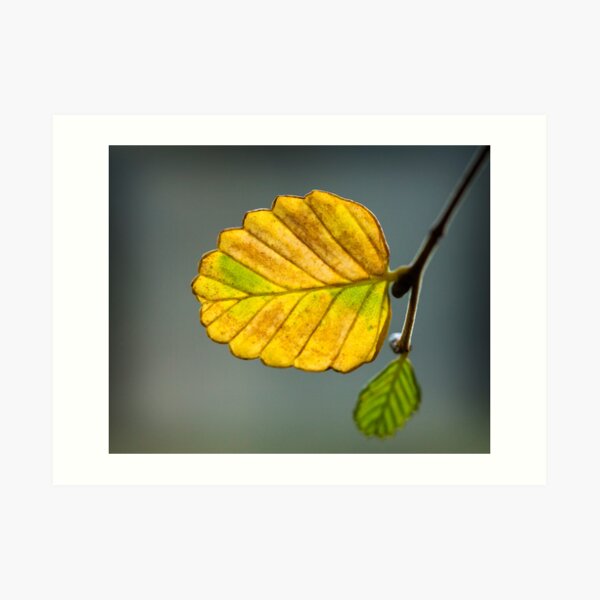 ~ Fagus ~ Art Print