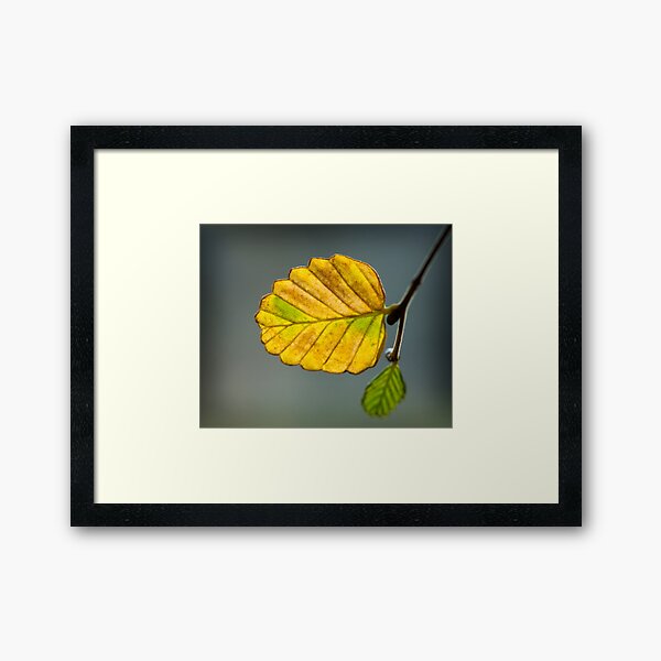 ~ Fagus ~ Framed Art Print