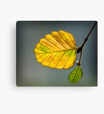 ~ Fagus ~ Canvas Print