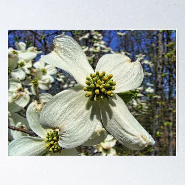 Item preview, Spring in Missouri designed and sold by barnsis.