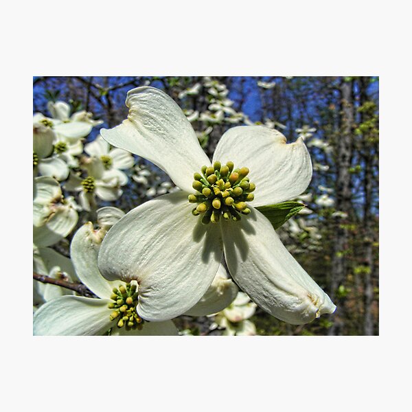 Item preview, Spring in Missouri designed and sold by barnsis.