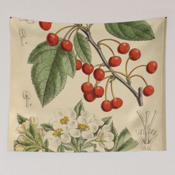 Item preview, Malus sargentii 144 8757 designed and sold by EsotericBotanic.