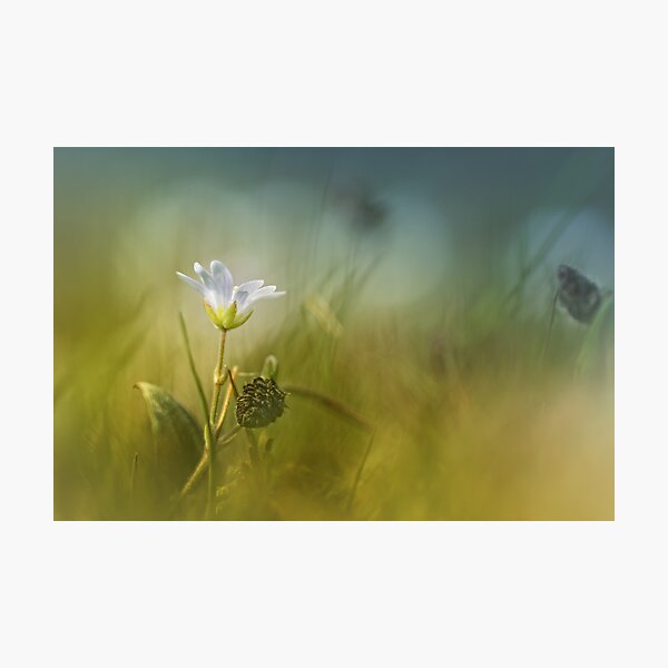 Item preview, Cerastium fontanum subsp. vulgare  designed and sold by Bob Daalder Photography.