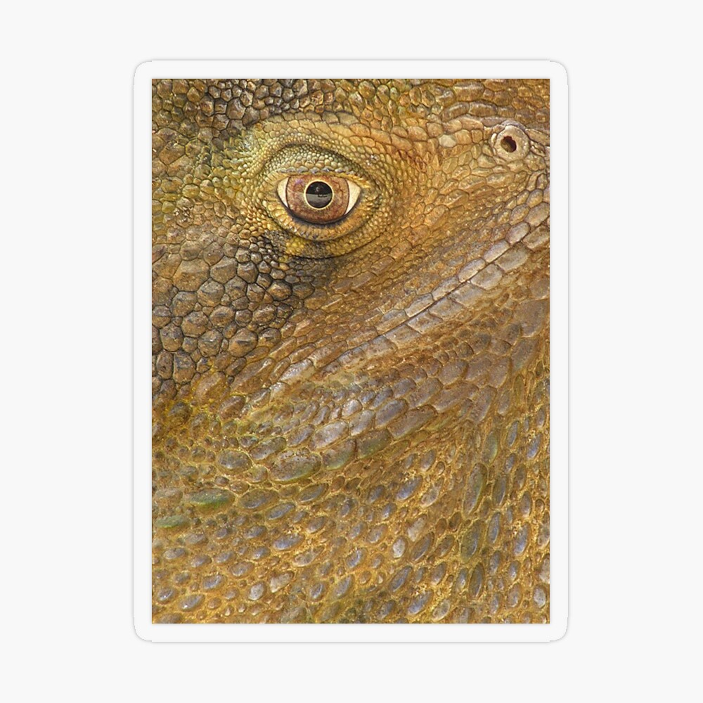 Dragon Eye Reptile Scales Sticker for Sale by DreamLand-Media