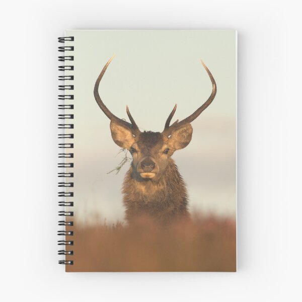Item preview, Red Deer Stag designed and sold by Macrae images.