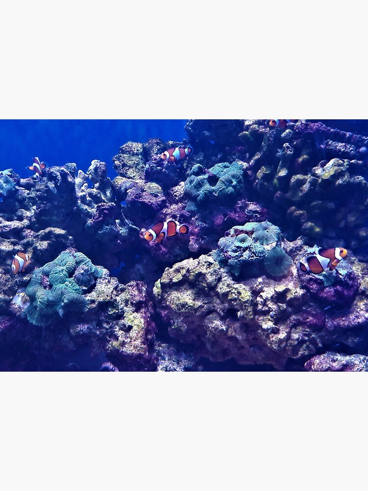 Clownfish (Nemo!) by tomeoftrovius