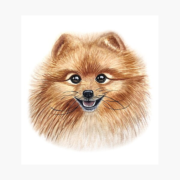 Spitz Photographic Print