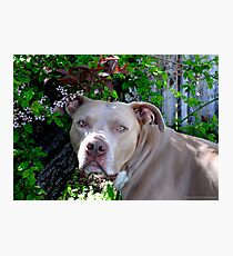 Portrait of a Pit Bull Photographic Print