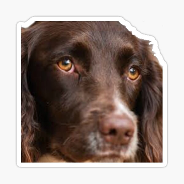 Spaniel Image Sticker